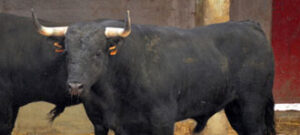 (Foto: www.zaragozatoros.com)