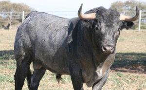 "Planetario", uno de los toros reseñados (Foto: Jaime Serrano/torosvalencia.com)