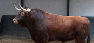 (Foto: www.las-ventas.com)