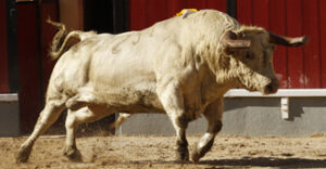 Uno de los toros lidiados de Canas Vigouroux. (Foto: João Silva)