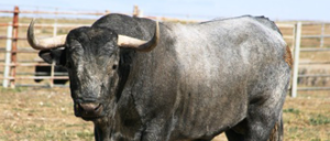 (Foto: Jaime Serrano / www.victorinomartin.com)