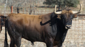 Cervato, nº 74, toro de El Ventorrillo previsto para Madrid. (Foto: J.Arroyo)