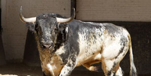 Uno de los serios utreros de Fernando Peña. (Foto: www.las-ventas.com)