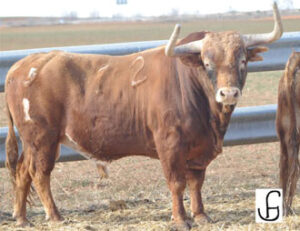 (Foto: www.toroenelcampo.com)