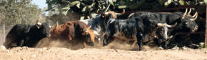 Seriedad, trapío y variedad de pelajes en el conjunto de los toros de Torrestrella que regresa a Madrid después de ocho años y con el atractivo de haber sidouna de las ganaderías triunfadoras de la pasada Feria de Abril de Sevilla