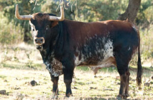 (Foto: Javier Arroyo)