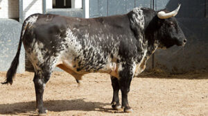 El sexto toro de hoy. (Foto: Las-ventas.com)