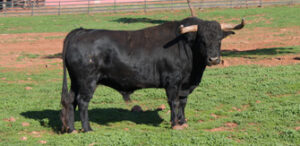 Uno de los reseñados para Nimes