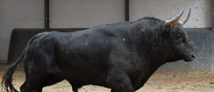 "Tomillero", nº 91, segundo de la tarde. (Foto: www.las-ventas.com)