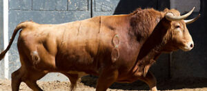 "Alcaparroso", tercero de la tarde. (Foto: www.las-ventas.com)