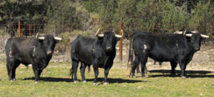 Tres de los toros de Alcurrucén para esta tarde. (Foto: Javier Arroyo)