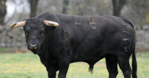 Baltasar Ibán debutará en la localidad navarra.