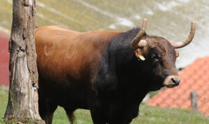 "Vidriero", nº 33, se lidiará en Madrid. (Foto: Julián López)