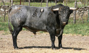 "Hostelero", cinqueño, se lidiará en Nimes. (Foto: Jaime Serrano)