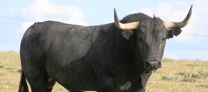 "Dirigido", nº 150, será lidiado en Madrid. (Foto: Jaime Serrano / www.victorinomartin.com)