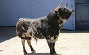 (Foto: http://www.choperatoros.com)