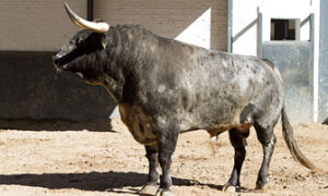 "Danzarín", de pelo carbonero, abrirá el festejo de hoy. (Foto: Las Ventas)