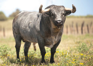 Toro de Partido de Resina