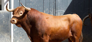 "Peluquero I", cuarto de la tarde. (Foto: www.las-ventas.com)