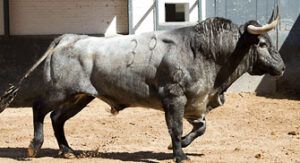 (Foto: Las-Ventas.com)