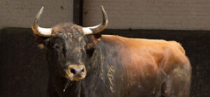 "Candil", cuarto de la tarde.