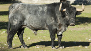 (Foto: Javier Arroyo)