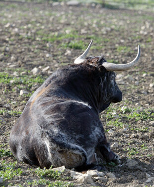 La autenticidad de un ganadero