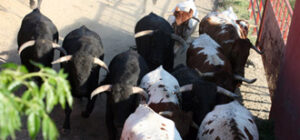 Lote de erales previsto.