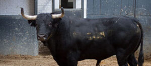 (Foto: www.las-ventas.com)