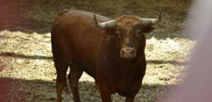 (Foto: www.zaragozatoros.es)