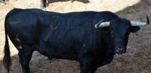 (Foto: www.zaragozatoros.es)