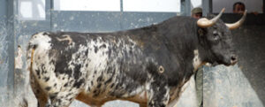 "Cupletero", el toro de Los Bayones que será lidiado en cuarto lugar (Foto: Juan Pelegrín/las-ventas.com)