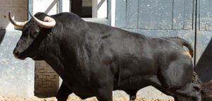"Mariposero", quinto de la tarde. (Foto: www.las-ventas.com)