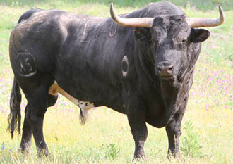 Luis Rouxinol, protagonista esta noche en Campo Pequeno