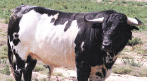 Toro nº 41, reseñado para Saint Gilles.