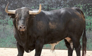 (Foto: choperatoros.com)