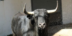 (Foto: choperatoros.com)