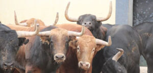 Nueve toros de Garcigrande han pasado el reconocimiento. (Foto: choperatoros.com)