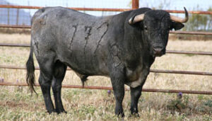 (Foto: www.victorinomartin.com)