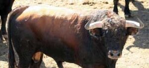 "Lechuguero", nº 122, segundo de la tarde. (Foto: Arjona)