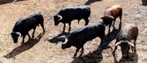 La corrida de Garcigrande, en los corrales. (Foto: Arjona)