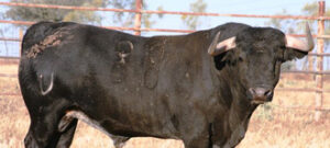 (Foto: victorinomartin.com)