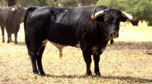 (Foto: torosysanfermines.blogspot.com)