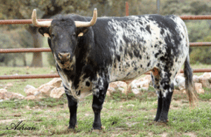 "Grogui", de Zalduendo