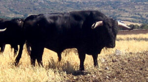 (Foto: torosysanfermines.blogspot.com)