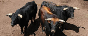 Los toros de Torrestrella aguardan en los corrales de El Plantío. (Foto: Julián López)