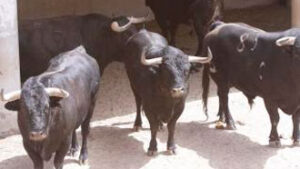 (Foto: Javi de la Fuente/laopiniondezamora.es)