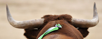 Taurodelta perfila las ganaderías para la Feria de Otoño