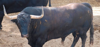 "Infundio" ya está en Pamplona