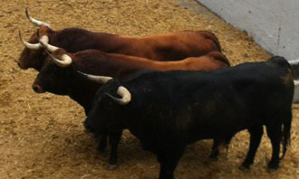 Cuatro de El Pilar y dos de Moisés Fraile en Pamplona